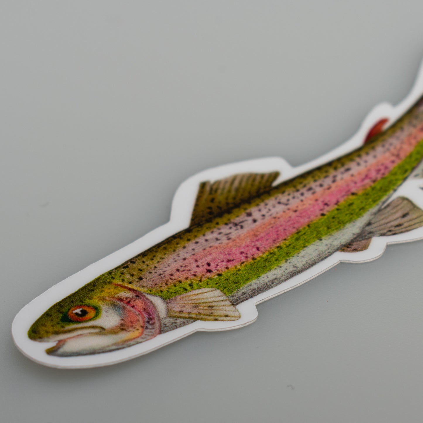 Rainbow Trout Sticker