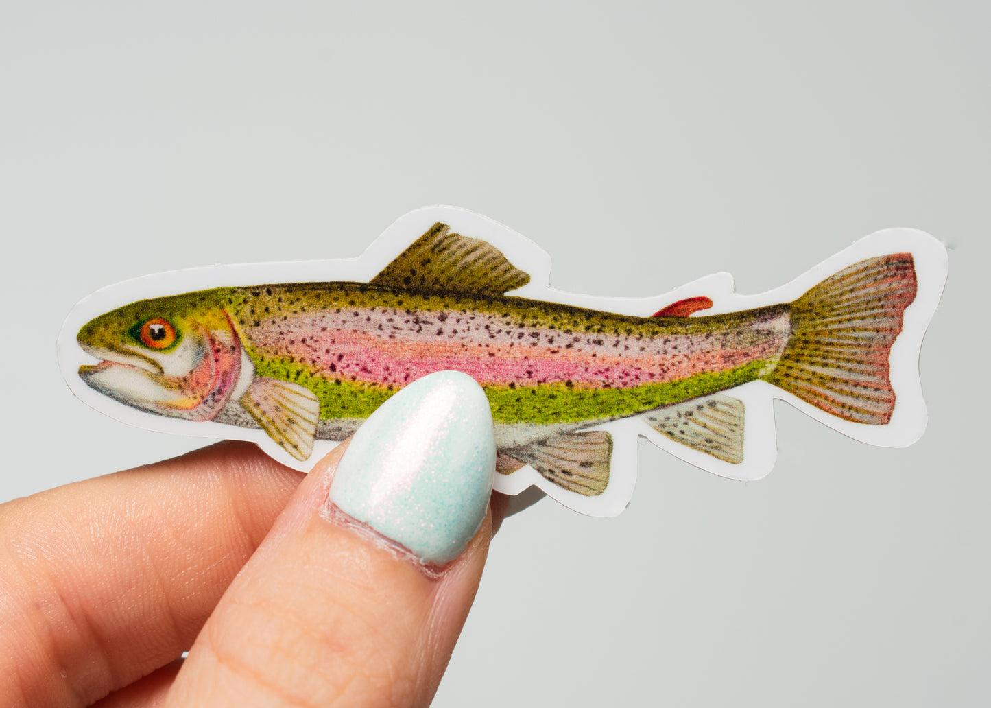 Rainbow Trout Sticker